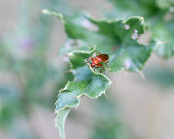 Common red soldier beetle Common red soldier beetle rhagonycha fulva stock pictures, royalty-free photos & images