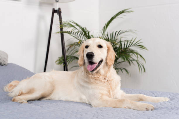 istock fluffy golden retriever dog lying on bed at home 814497094