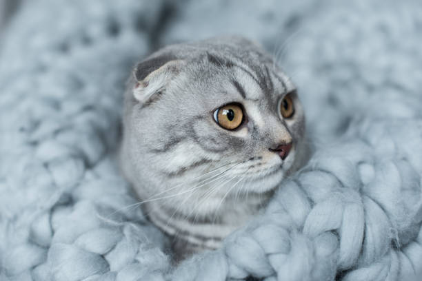 istock grey fluffy scottish fold cat lying on wool blanket in bedroom 814499648