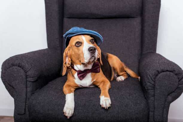 istock beagle dog in bow tie and cap lying on grey armchair 814505490