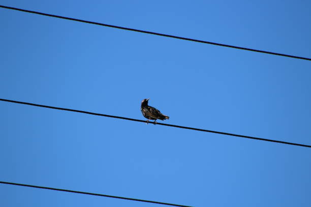 istock Common starling sitting on electric wires 814505556