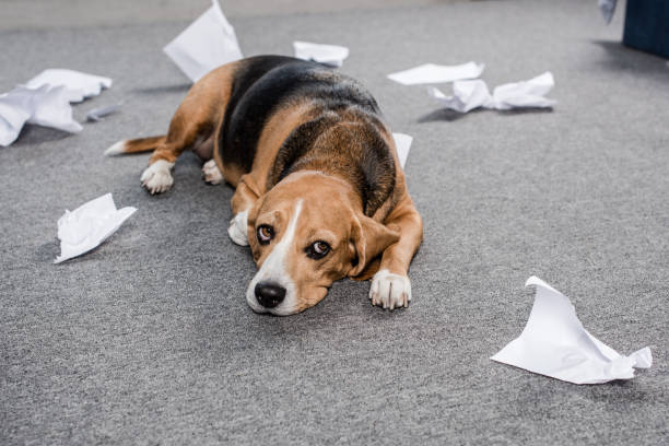 istock guilty beagle dog with torn paper lying on floor at home 814505864