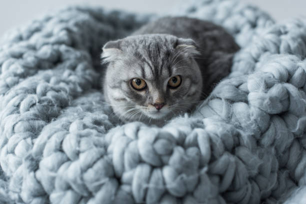 istock grey fluffy scottish fold cat lying on wool blanket in bedroom 814506184