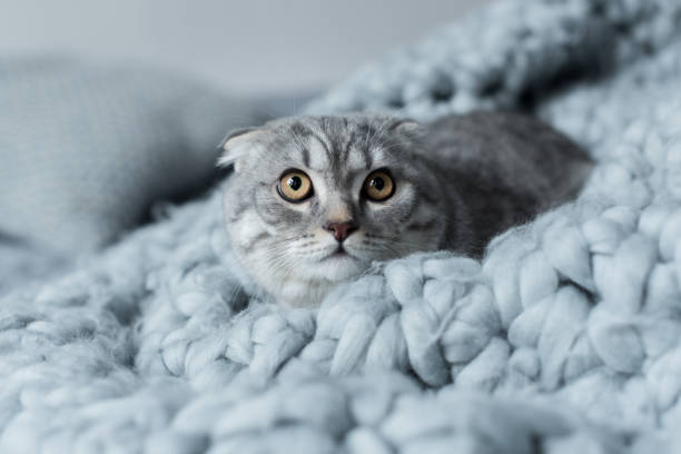 istock scared fluffy scottish fold cat lying on wool blanket in bedroom 814510492