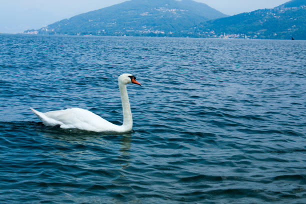 istock Swan floating on the water on the lake. 814513424