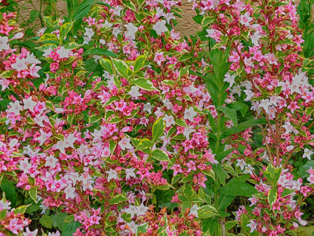 Flowers flora bushes pink green outside stock photo