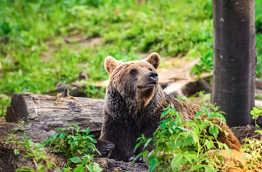 Brown bear from Carpathian Mountains, Romania