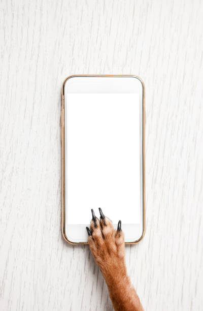 Dog with blank mobile phone on wooden background