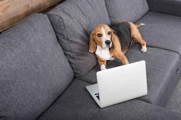 istock beagle dog in eyeglasses lying on sofa with laptop 814515752