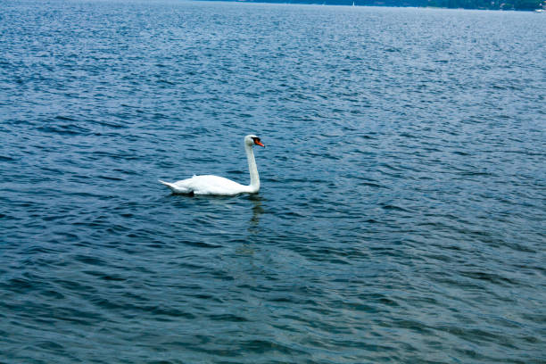 istock Swan floating on the water on the lake. 814516172