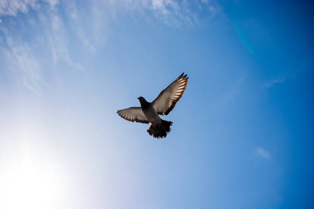 istock Single pigeon flying in  air 814516198