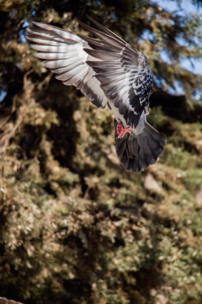 istock Single pigeon flying in  air 814516338