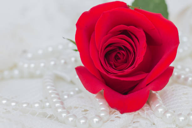 istock Close up of red rose. 814516492
