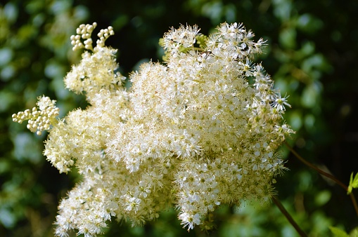 Close-up image of white Meadowsweet flowers.