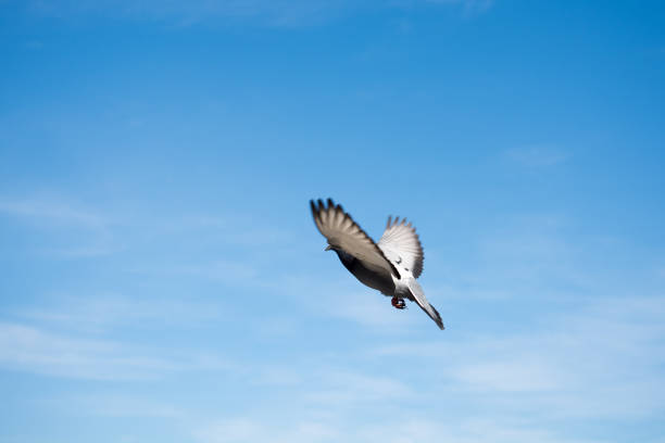 istock Single pigeon flying in  air 814519386
