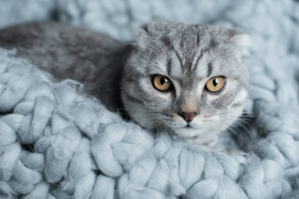 istock grey furry scottish fold cat lying on wool blanket in bedroom 814519696