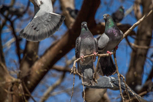 istock Pigeons sitting on the tree branch 814520074
