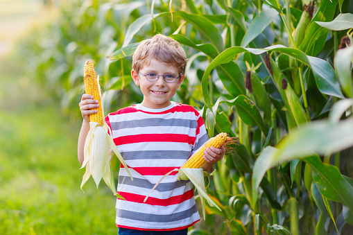 Happy preschool kid boy with glasses holding ears of corn on farm in field, outdoors. Funny child hild having fun with farming and gardening of vegetable. Harvest, Thanksgiving Day.