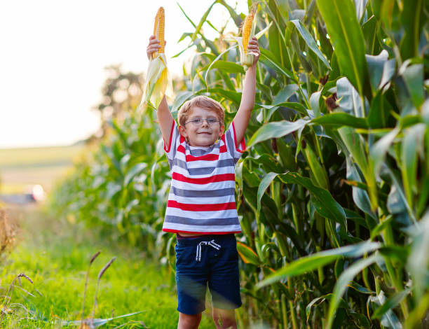istock Kid boy with sweet corn on field outdoors 814520502