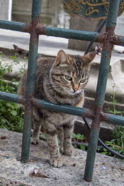 istock Stray cat in the street 814520660