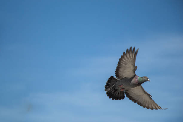 istock Single pigeon flying in  air 814523224