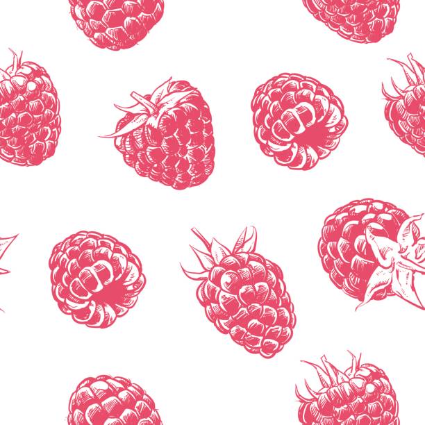 ilustrações de stock, clip art, desenhos animados e ícones de raspberry pattern including seamless on white background. hand drawn fruit vector. berry with clipping path. - framboesa