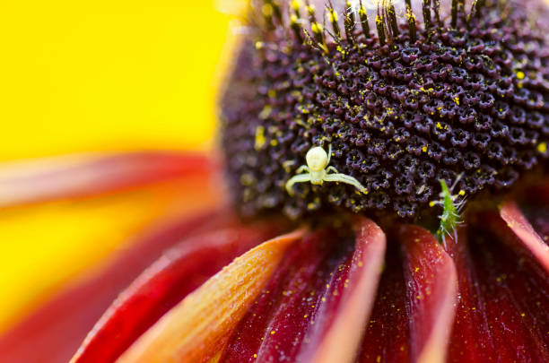 Close up image of a dahlia flower