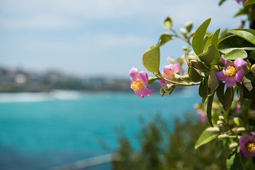 Bondi flower taken in Australia along the walk from Bondi to Coogee beach.