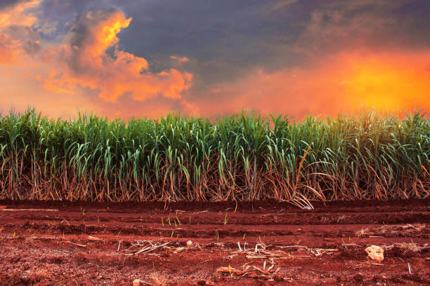istock Sugarcane with the golden sky. 814525016