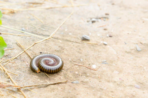 millipede on the floor of the house in the rain.Will see much during the rainy season. Be careful because it is a poisonous animal. millipede on the floor of the house in the rain.Will see much during the rainy season. Be careful because it is a poisonous animal. giant african millipede stock pictures, royalty-free photos & images