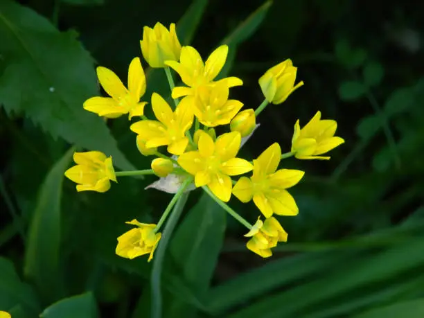 Macro photo of golden garlic or lily leek flowers (Allium moly).