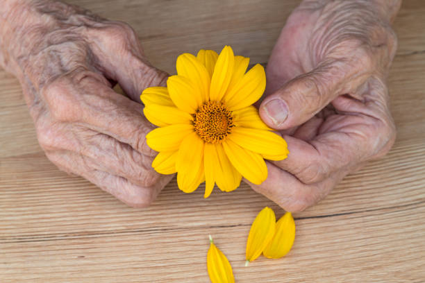 istock Hands of an old woman with orange daisy 814530820