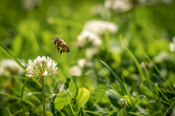 Close up of wild bee in mid-air next to a clover flower. stock photo