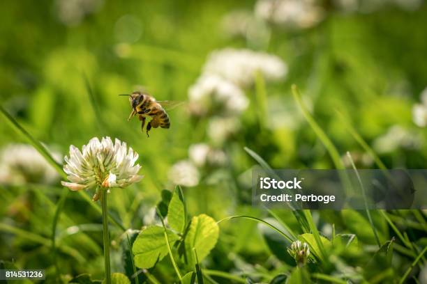 Close Up Of Wild Bee In Midair Next To A Clover Flower Stock Photo - Download Image Now