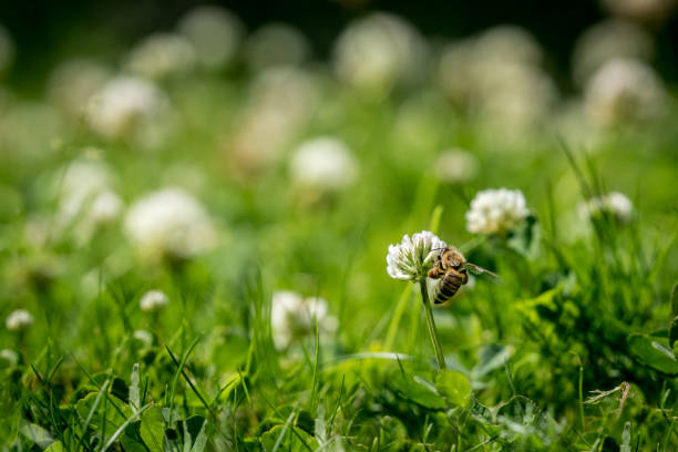 istock Close up of wild bee next to a clover flower. 814531408