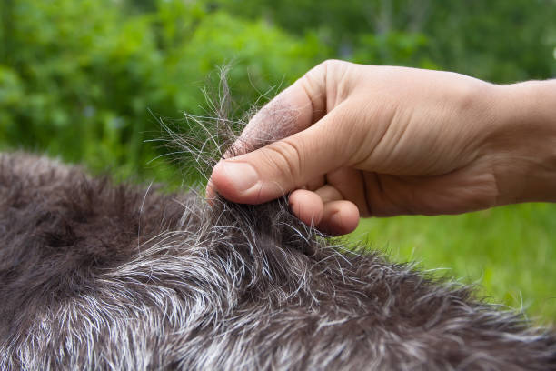 istock hand stripping hair of wirehaired dog 814531774