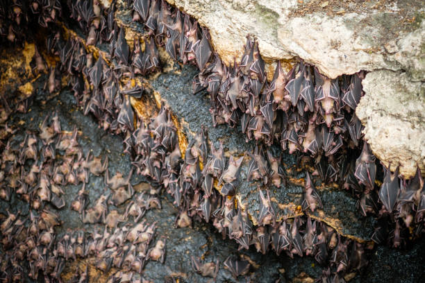 Fruit bats colony stock photo