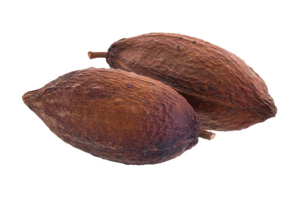 baccello di cacao essiccato su sfondo bianco - hazelnut nut seed pod foto e immagini stock