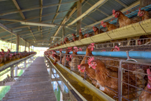 istock Chickens in the farm. 814535090