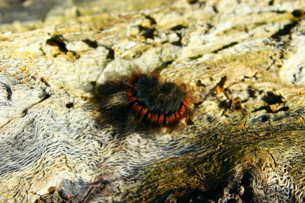 istock macrothylacia rubi caterpillar on the wooden bark 814541494