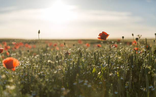 летний маковый луг - фото с запасом - field poppy single flower flower стоковые фото и изображения