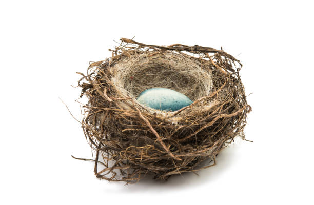 istock chocolate eggs in the nest isolated 814550300