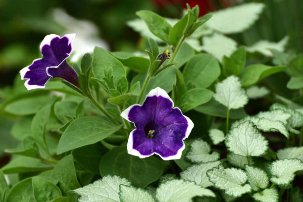 istock Purple and White Petunia 814550746