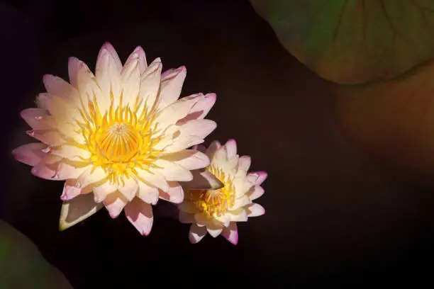Lotus or Water Lily Flowers Blooming in the swamp, Top view and Dark light