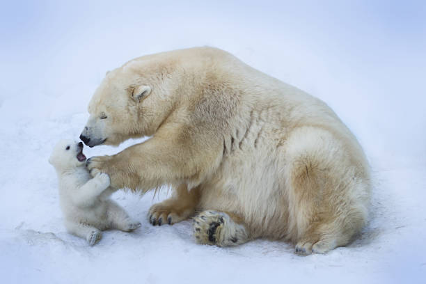 orso polare con mamma - mariana islands foto e immagini stock