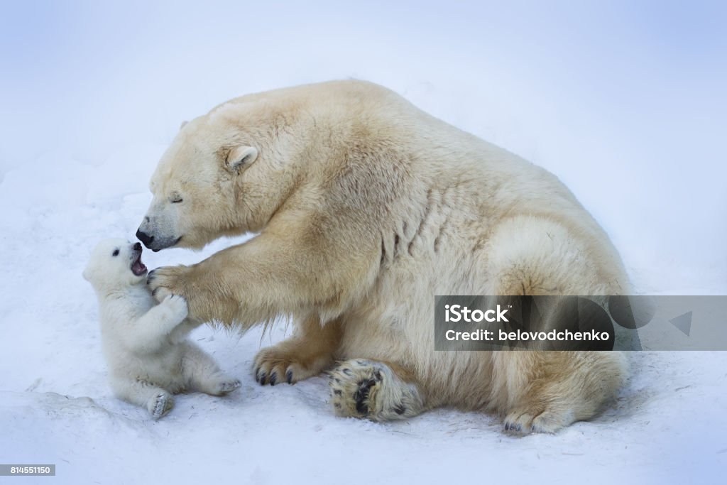 Polar bear with mom Polar Bear Stock Photo