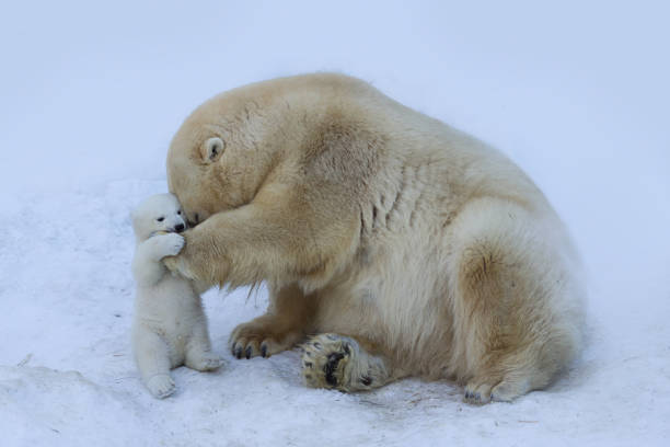 Orso polare con mamma - foto stock