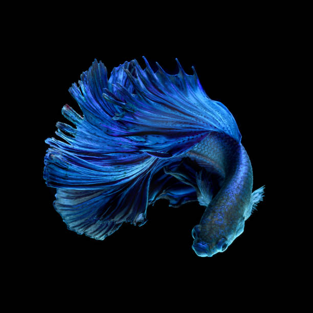 blauer kampffisch auf schwarzem hintergrund - fish siamese fighting fish multi colored tropical fresh water fish stock-fotos und bilder