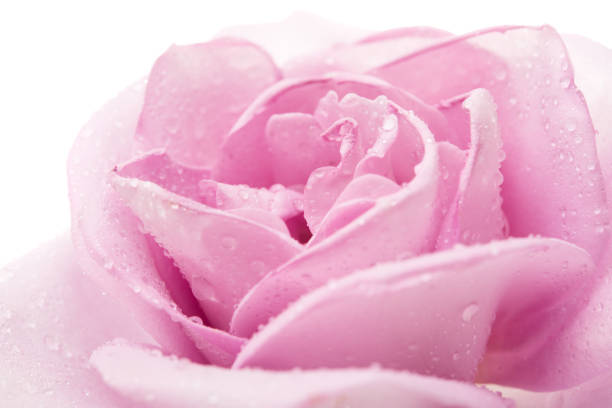istock beautiful purple rose 814559240