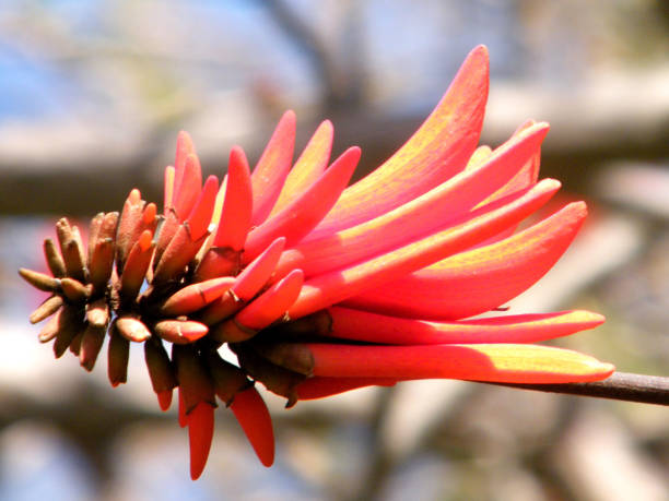 istock Ramat Gan Wolfson Park Coral Tree flower 2011 814567230